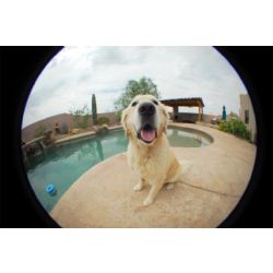 IMAGE OF FISHEYE