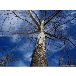 UV (Haze) 1A Multicoated | Multithreaded Glass Filter (62mm) For Canon EOS Rebel T6